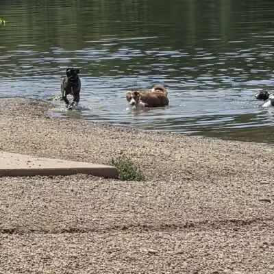 Shawnee Mission Park Dog Beach - Lenexa, KS