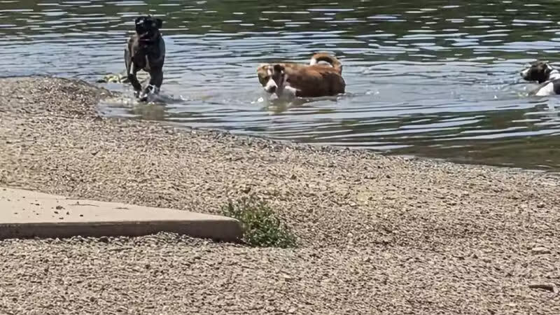 Shawnee Mission Park Dog Beach - Lenexa, KS