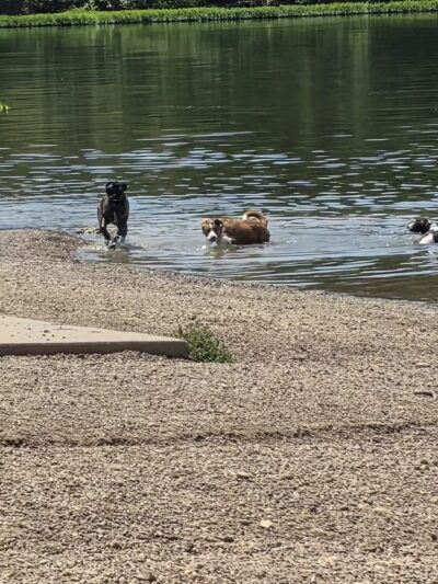 Shawnee Mission Park Dog Beach - Lenexa, KS
