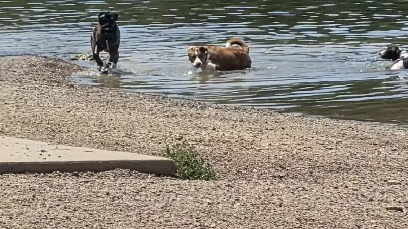 Shawnee Mission Park Dog Beach - Lenexa, KS