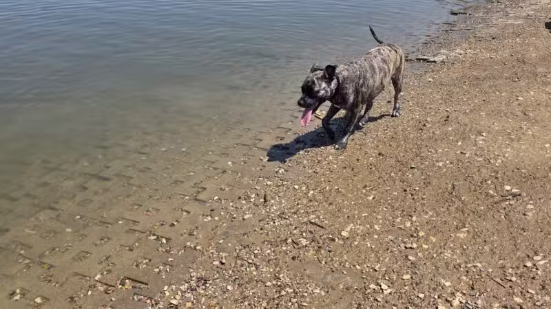 Shawnee Mission Park Dog Beach - Lenexa, KS