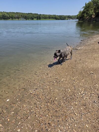 Shawnee Mission Park Dog Beach - Lenexa, KS