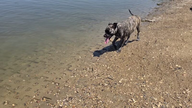 Shawnee Mission Park Dog Beach - Lenexa, KS