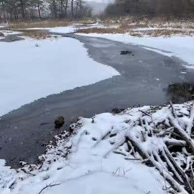 Addison Township Watershed Preserve - Leonard, MI
