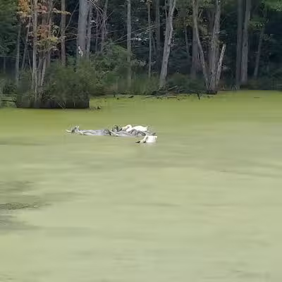 Leonard Park - Leonard, MI