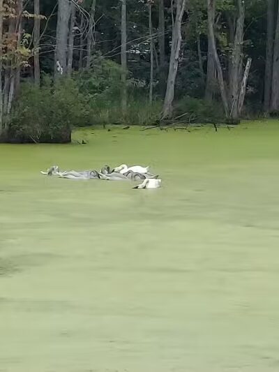 Leonard Park - Leonard, MI