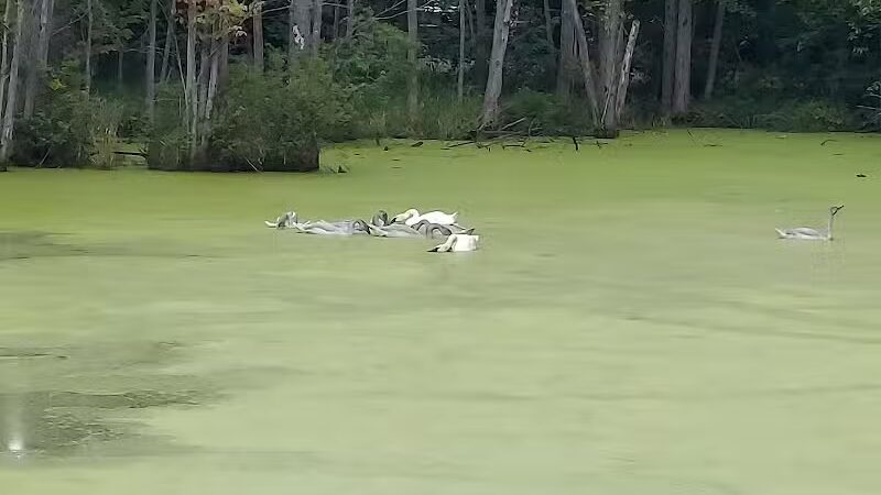 Leonard Park - Leonard, MI