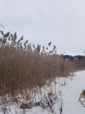 Addison Township Watershed Preserve - Leonard, MI