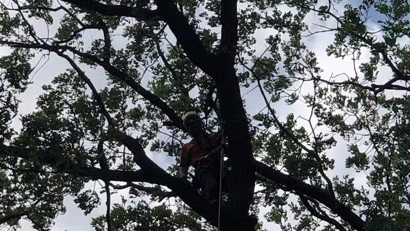 Russell Park - Leslie,