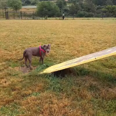Lewiston Dog Park - Lewiston, MI