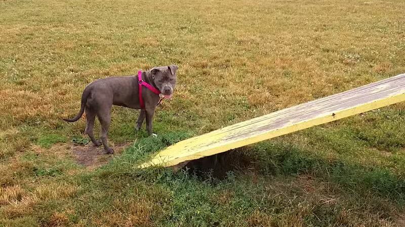 Lewiston Dog Park - Lewiston, MI