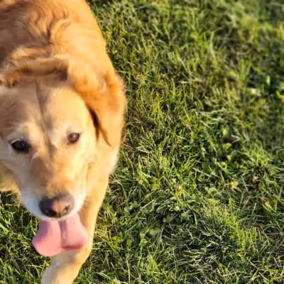 Lewiston Dog Park - Lewiston, MI