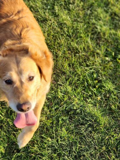 Lewiston Dog Park - Lewiston, MI