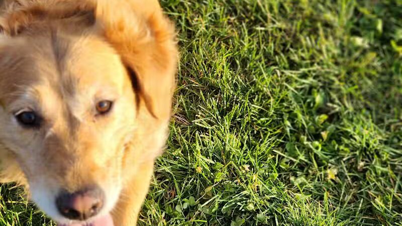 Lewiston Dog Park - Lewiston, MI