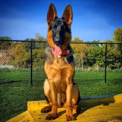Lewiston Dog Park - Lewiston, MI