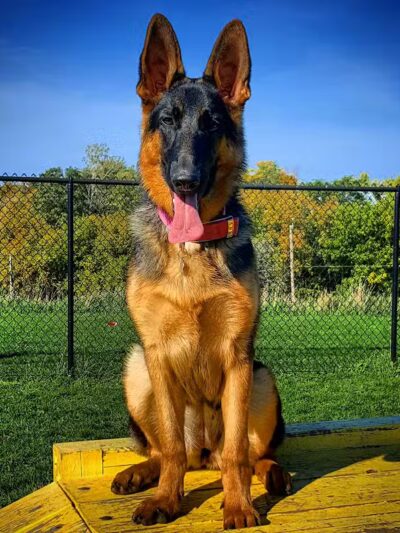 Lewiston Dog Park - Lewiston, MI