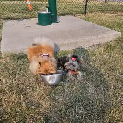 Lewiston Dog Park - Lewiston, MI