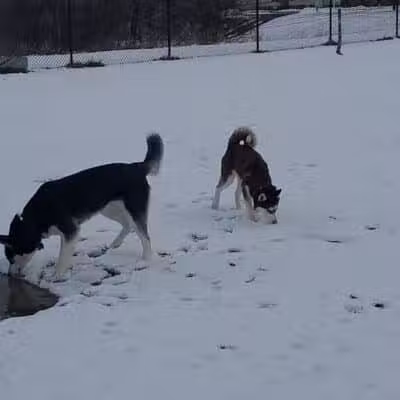 Lewiston Dog Park - Lewiston, MI