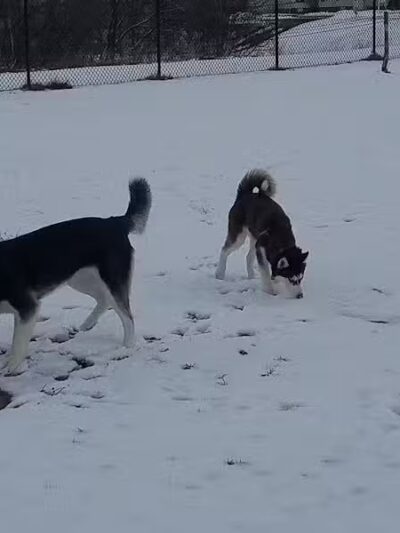 Lewiston Dog Park - Lewiston, MI