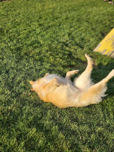 Lewiston Dog Park - Lewiston, MI
