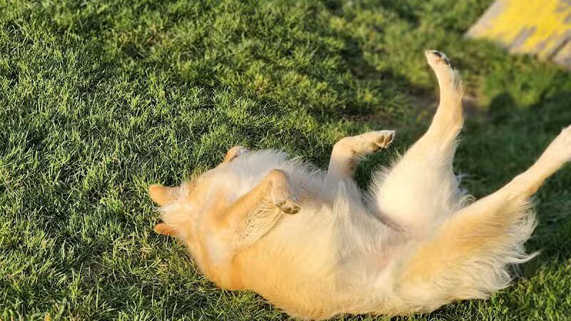 Lewiston Dog Park - Lewiston, MI