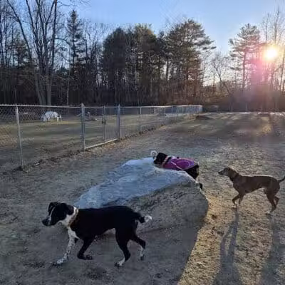 Robin's Garden & Dog Park - Lewiston, MI