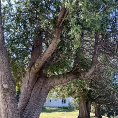 Robin's Garden & Dog Park - Lewiston, MI