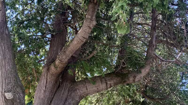 Robin's Garden & Dog Park - Lewiston, MI