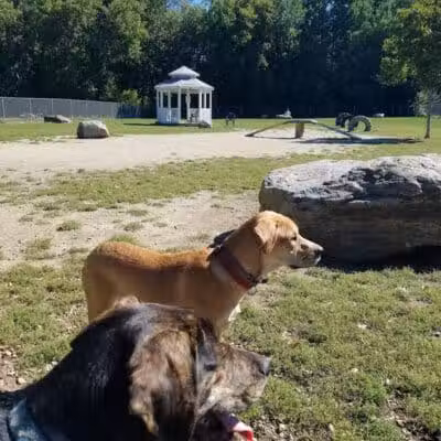Robin's Garden & Dog Park - Lewiston, MI
