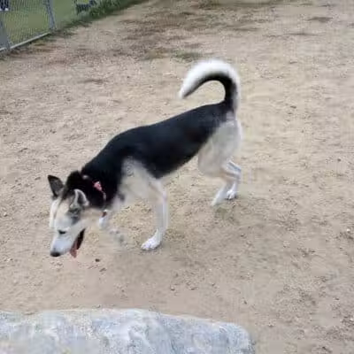 Robin's Garden & Dog Park - Lewiston, MI