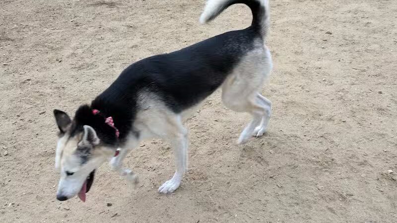 Robin's Garden & Dog Park - Lewiston, MI