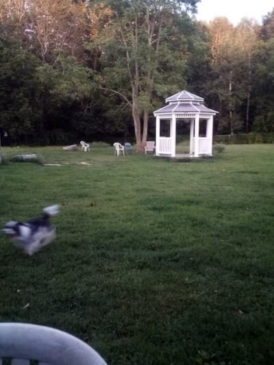 Robin's Garden & Dog Park - Lewiston, MI