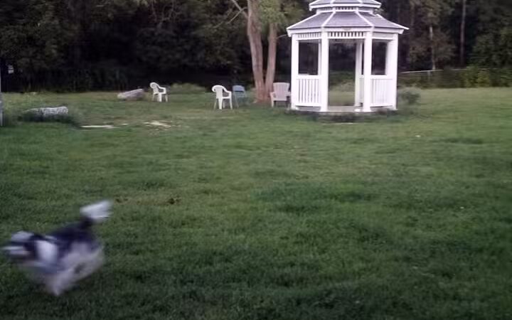 Robin's Garden & Dog Park - Lewiston, MI