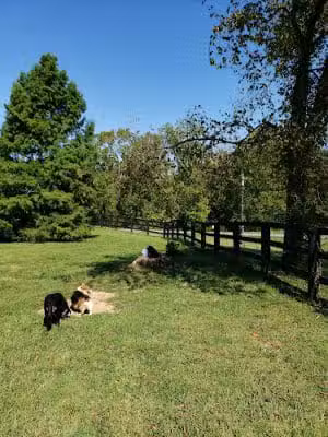 Jacobson Park Dog Park - Lexington, KY