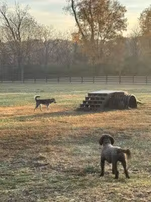Veterans Park Dog Park - Lexington, KY