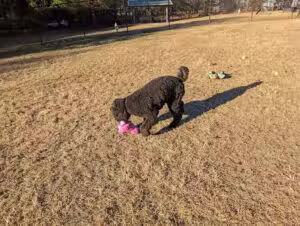 Lexington Paw Park (members only) - Lexington, SC
