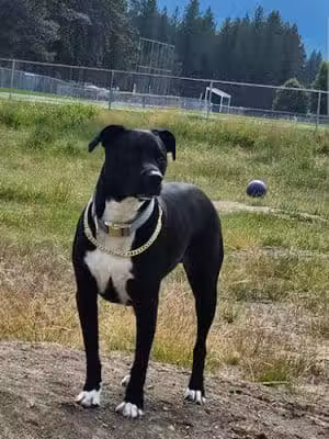 Libby Dog Park - Libby, MT