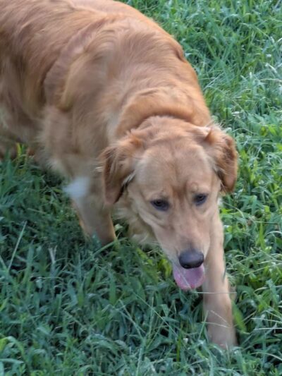 Liberty Dog Park - Liberty, MO