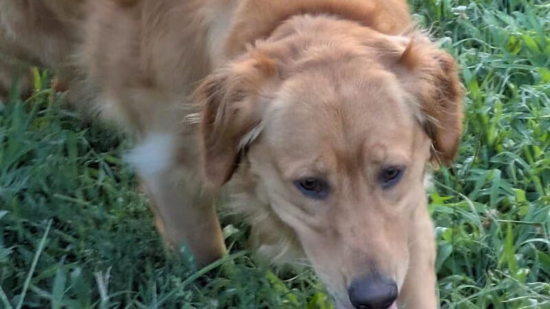 Liberty Dog Park - Liberty, MO