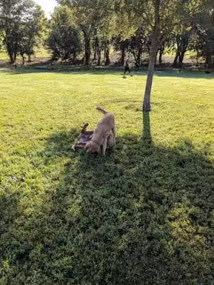 Liberty Dog Park - Liberty, MO
