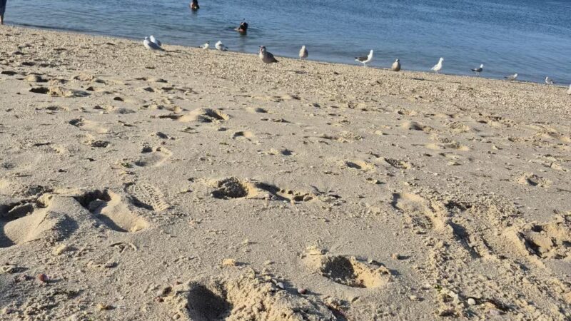 Lido Park District Park - Lido Beach, NY