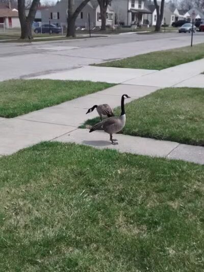 Council Point Park - Lincoln Park,