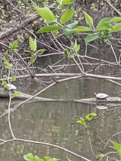 Council Point Park - Lincoln Park,