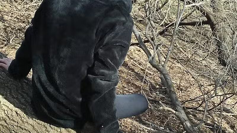 Lions Park - Lincoln Park,