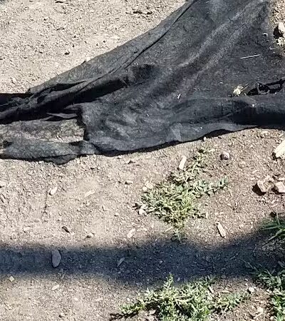 Lions Park - Lincoln Park,