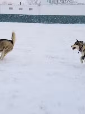 Papalas Park - Lincoln Park,