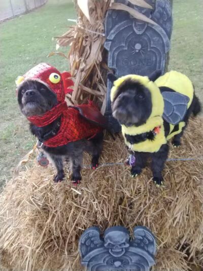 Quandt Park - Lincoln Park,