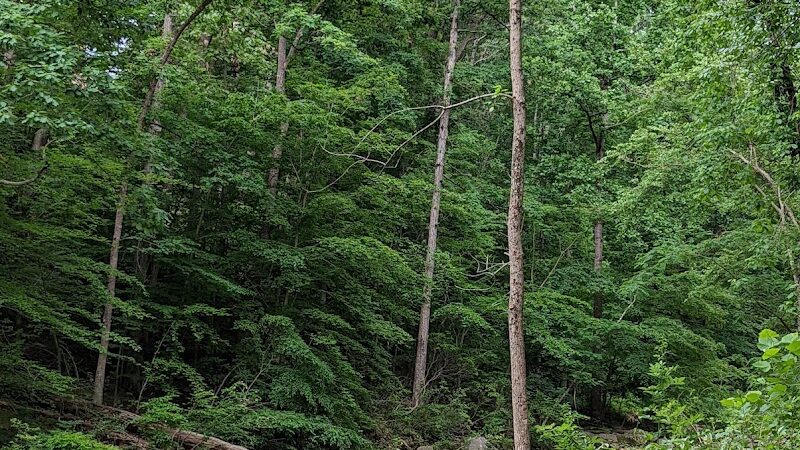 Holmes Run Stream Valley Park - Lincolnia, VA