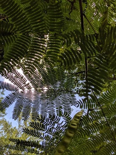 Holmes Run Stream Valley Park - Lincolnia, VA