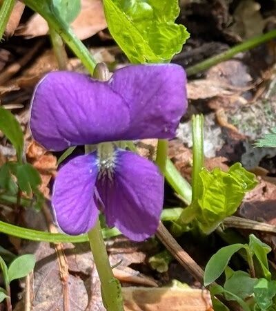 Holmes Run Stream Valley Park - Lincolnia, VA